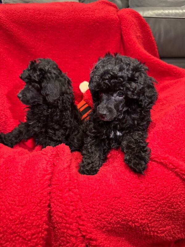 Exquisite Show quality Toy Poodle for sale in Larkhall, Lanarkshire - Image 12