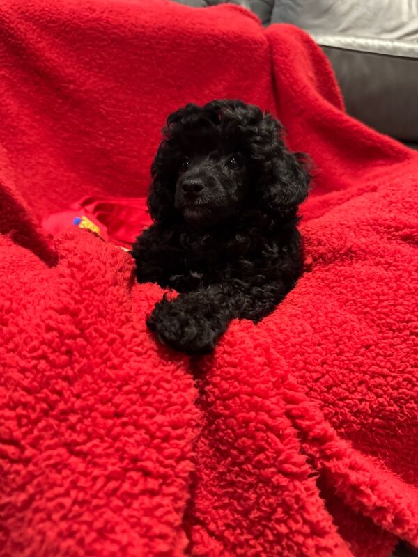 Exquisite Show quality Toy Poodle for sale in Larkhall, Lanarkshire - Image 13