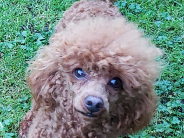 Solid red boy toy poodle for sale in Manchester, Greater Manchester