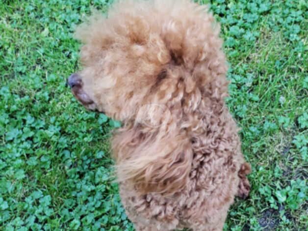 Poodles for sale in Manchester, Greater Manchester