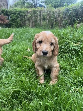 Sproodle pups ready from the 1st of july for sale in Monnington on Wye, Herefordshire