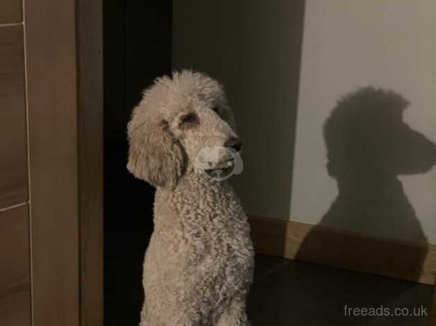 Standard kc reg poodle girl for sale in Swansea - Image 1