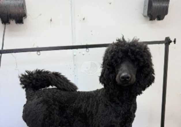 Standard poodle 15 months for sale in Wolverhampton, West Midlands