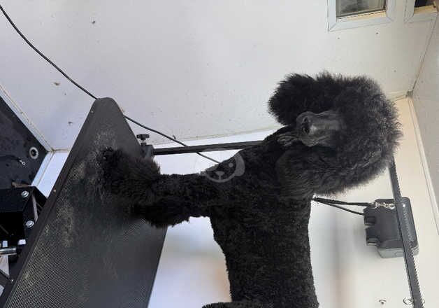 Standard poodle 15 months for sale in Wolverhampton, West Midlands - Image 3