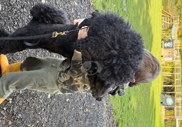 Standard poodle 15 months for sale in Wolverhampton, West Midlands - Image 4