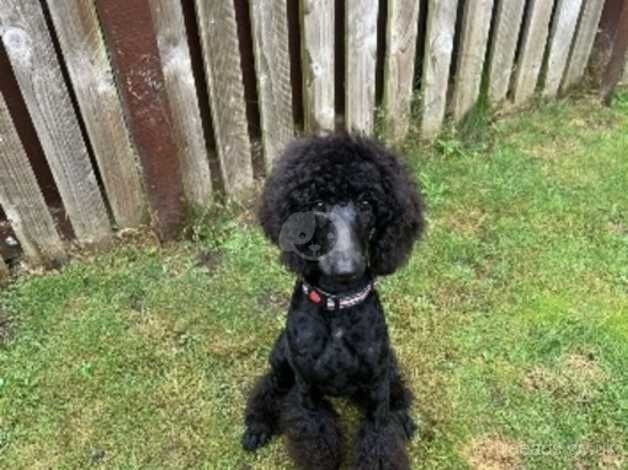 Standard poodle female for sale in Dundee, Dundee City