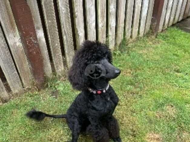 Standard poodle female for sale in Dundee, Dundee City - Image 2