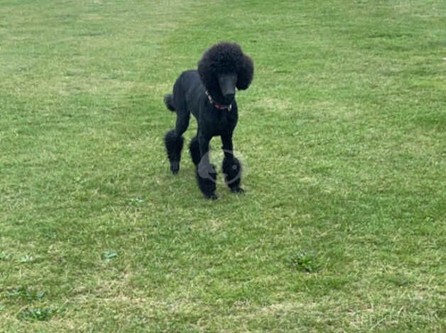 Standard poodle female for sale in Dundee, Dundee City