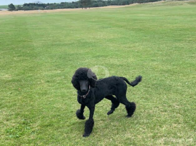 Standard poodle female for sale in Dundee, Dundee City - Image 2