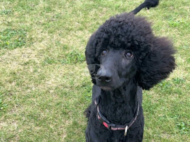 Standard poodle female for sale in Dundee, Dundee City - Image 3