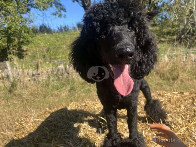 Standard poodle female for sale in Dundee, Dundee City