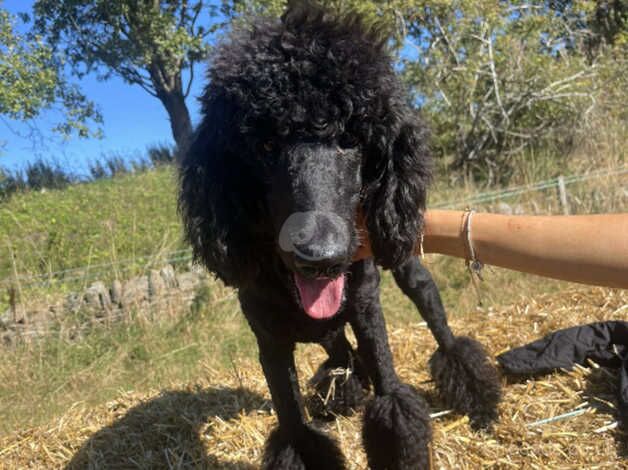 Standard poodle female for sale in Dundee, Dundee City - Image 3