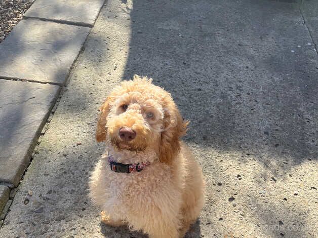 Standard poodle for sale in Blaydon, Tyne and Wear