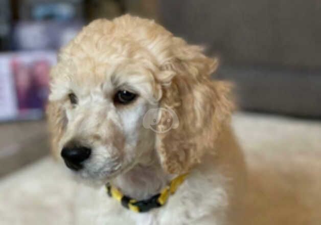 Standard poodle for sale in Coleraine, Coleraine