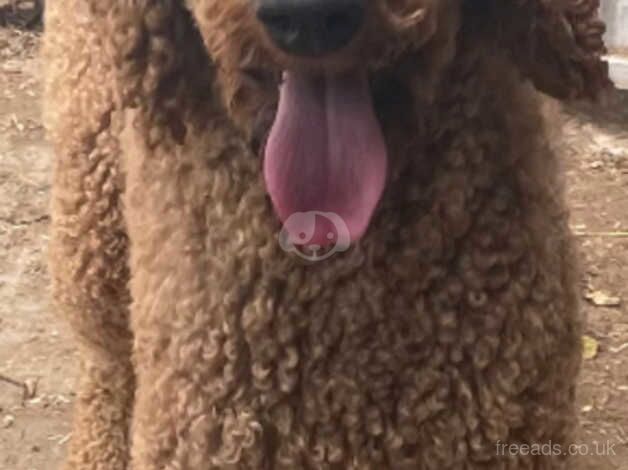 Standard poodle for sale in Spalding, Lincolnshire