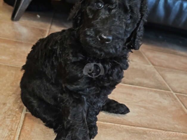 Standard Poodle for sale in Strabane