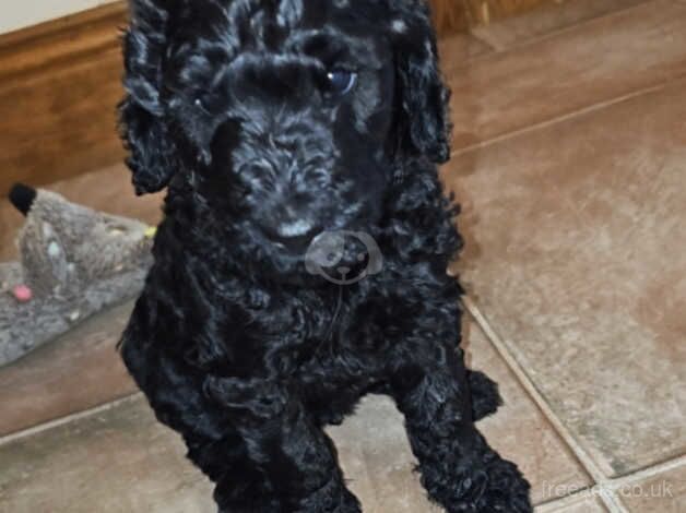 Standard Poodle for sale in Strabane - Image 3