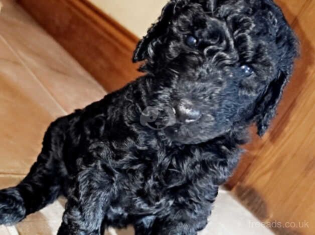 Standard Poodle for sale in Strabane - Image 4