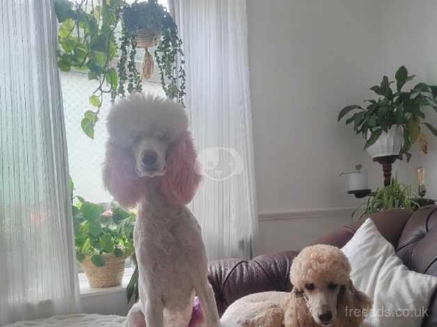 Standard poodle kc female for sale in Bacup, Lancashire - Image 2