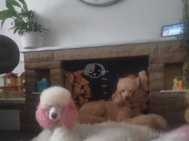 Standard poodle kc female for sale in Bacup, Lancashire - Image 3