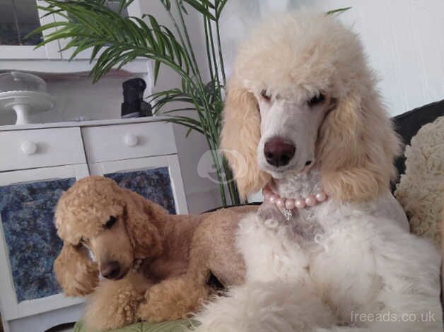 Standard poodle kc female for sale in Bacup, Lancashire - Image 5