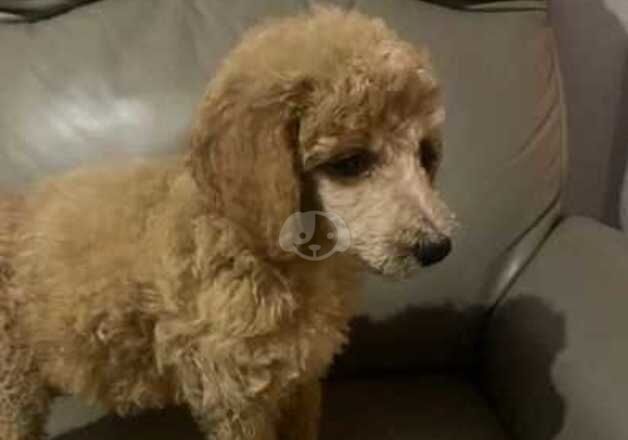 Standard poodle princess for sale in Louth, Lincolnshire