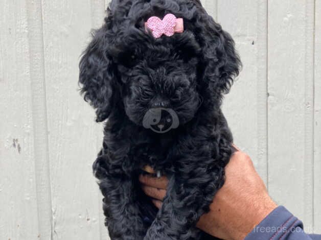 Standard poodle puppies 7 weeks old Silver/Black for sale in Wolverhampton, West Midlands