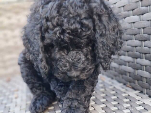 Poodles for sale in Wolverhampton, West Midlands