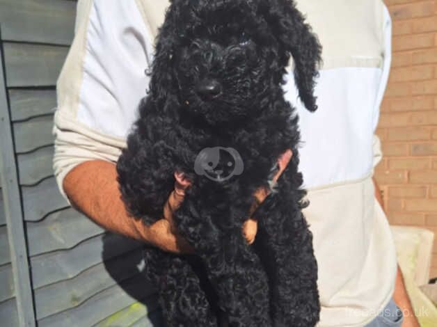 Standard poodle puppies 7 weeks old Silver/Black for sale in Wolverhampton, West Midlands - Image 3