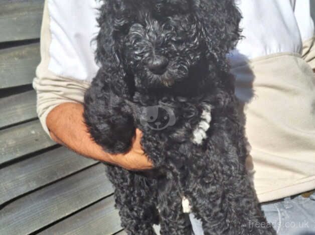 Standard poodle puppies 7 weeks old Silver/Black for sale in Wolverhampton, West Midlands - Image 4