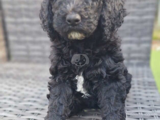 Standard poodle puppies 7 weeks old Silver/Black for sale in Wolverhampton, West Midlands - Image 5