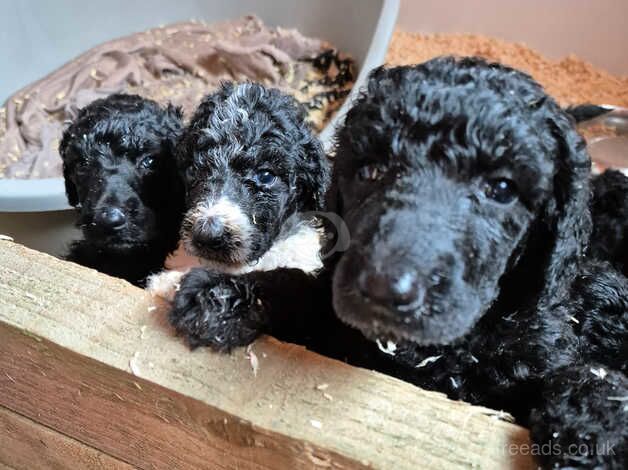 Standard Poodle Puppies for sale in Leeds, West Yorkshire