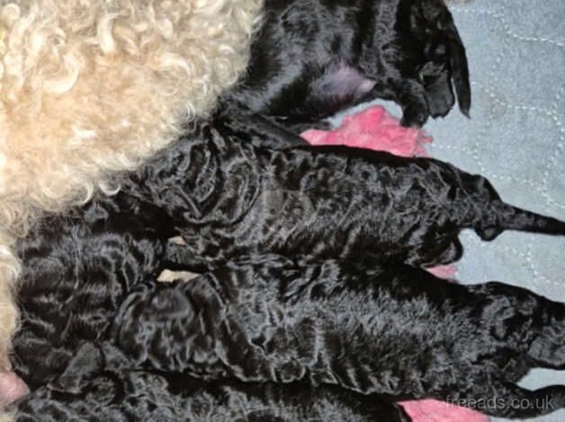 Standard Poodle Puppies for sale in Leeds, West Yorkshire - Image 2