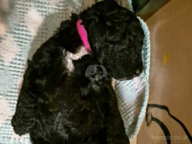 Standard Poodle Puppies for sale in Leeds, West Yorkshire - Image 3