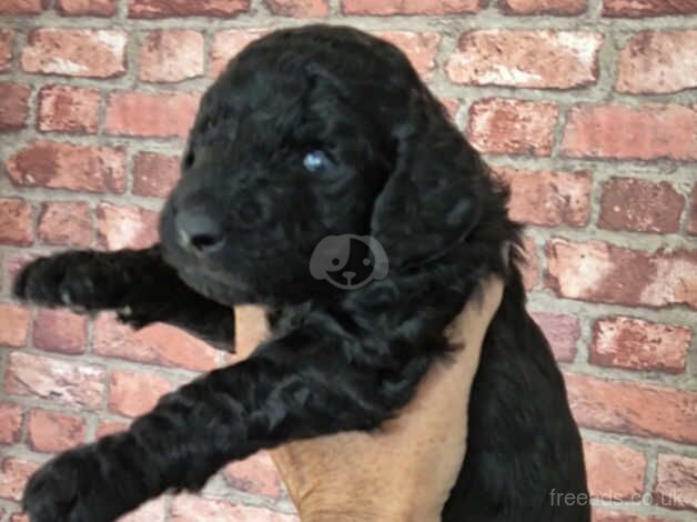 Standard Poodle Puppies for sale in Leeds, West Yorkshire - Image 4