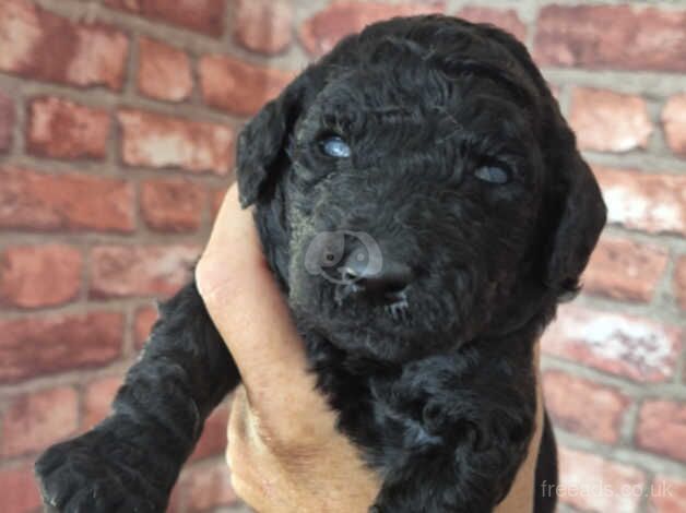 Standard Poodle Puppies for sale in Leeds, West Yorkshire - Image 5