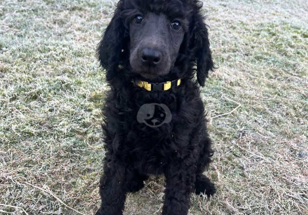 Standard Poodle Puppies for sale in Malton, North Yorkshire