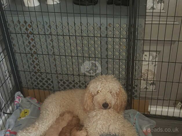 Standard poodle puppies for sale in Newcastle Upon Tyne, Tyne and Wear