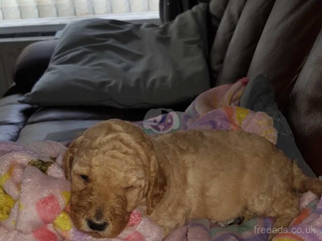 Standard poodle puppies for sale in Newcastle Upon Tyne, Tyne and Wear - Image 2