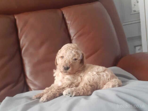 Standard poodle puppies for sale in Newcastle Upon Tyne, Tyne and Wear - Image 3