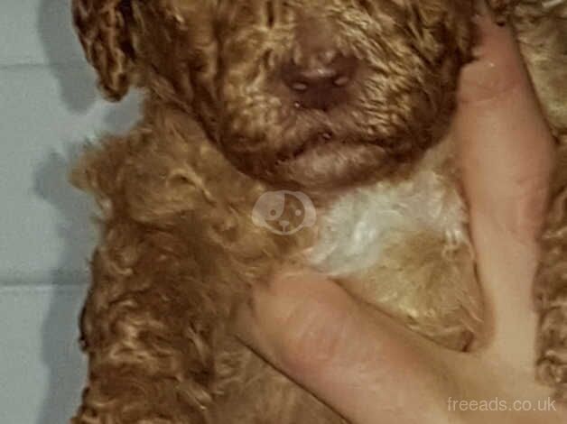 Standard poodle puppies for sale in Newcastle Upon Tyne, Tyne and Wear - Image 4