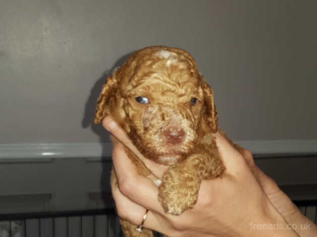 Standard poodle puppies for sale in Newcastle Upon Tyne, Tyne and Wear - Image 5