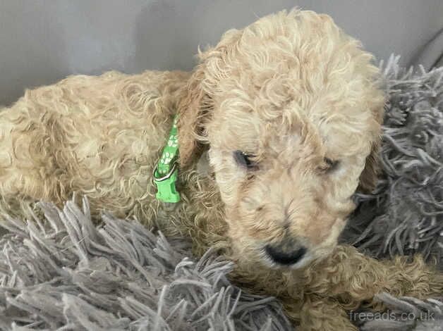 Poodle Puppies for sale in Lincolnshire