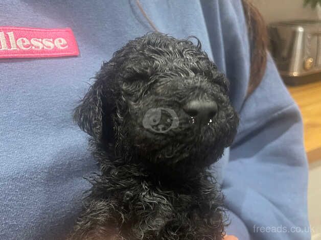 Poodle Puppies for sale