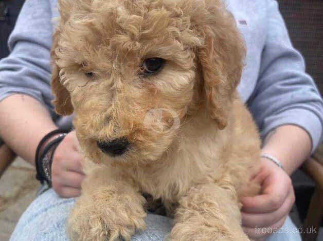 Standard Poodle puppies for sale in Spalding, Lincolnshire - Image 5