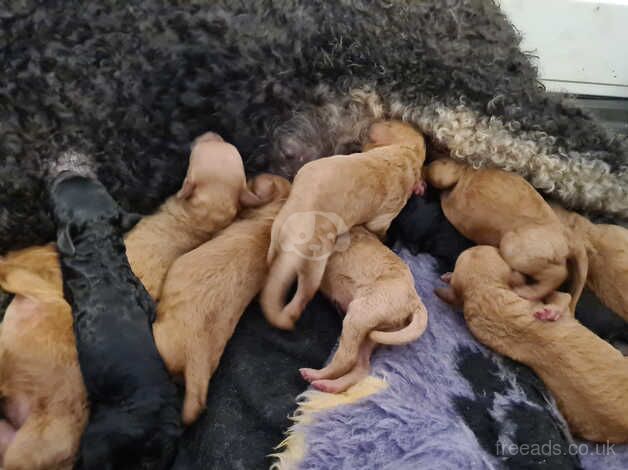 Standard poodle puppies for sale in Birkenhead, Merseyside