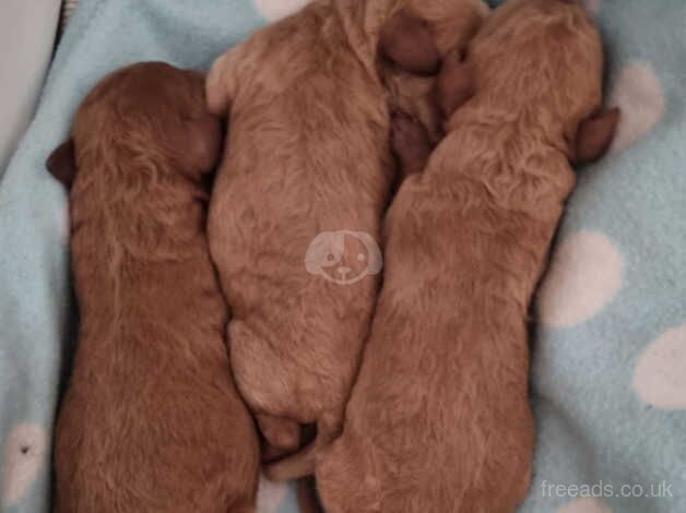 Standard poodle puppies for sale in Birkenhead, Merseyside - Image 2