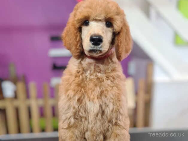 Standard poodle puppies for sale in Wirral, Merseyside - Image 1