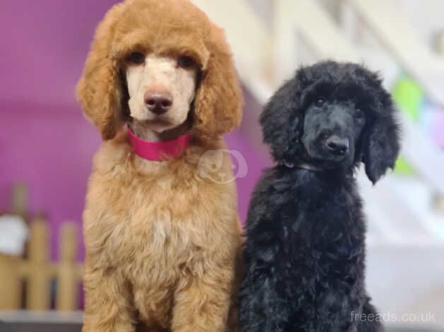 Standard poodle puppies for sale in Wirral, Merseyside - Image 2