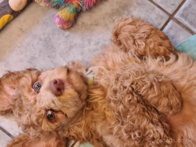 Standard poodle puppies for sale in Wirral, Merseyside - Image 3